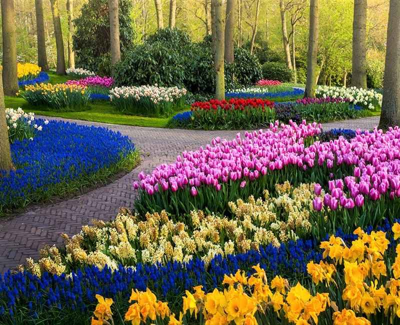 باغ کوکنهوف با گل‌های رنگارنگ، منبع عکس: behance.net، عکاس: Albert Dros