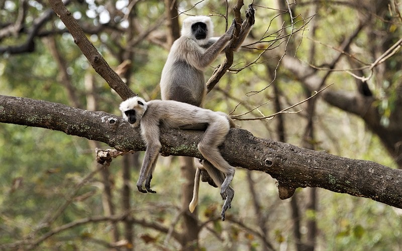 دو میمون روی شاخه درخت در پارک ملی جیم کوربت، منبع عکس: behance.net، عکاس: Don Davies