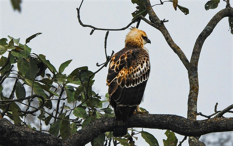 پرنده‌ای بزرگ در پارک ملی جیم کوربت، منبع عکس: unsplash.com، عکاس: Gaurav Patil 