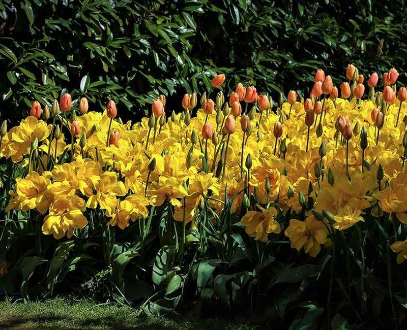 گل‌های زردرنگ در باغ کوکنهوف، منبع عکس: behance.net، عکاس: Alan Jones LRPS