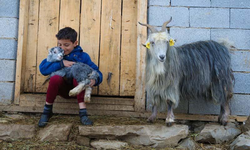 پسربچه‌ ترکیه‌ای در یک مزرعه بزغاله‌ای را در آغوش گرفته است