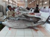 ماهی های دریای جنوب در بازار ماهی فروشان چابهار؛ منبع عکس: گوگل مپ؛ عکاس: احمد کمالی