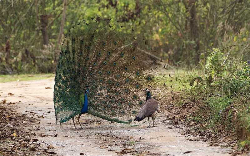 دو طاووس در پارک ملی جیم کوربت، منبع عکس: behance.net، عکاس: Don Davies