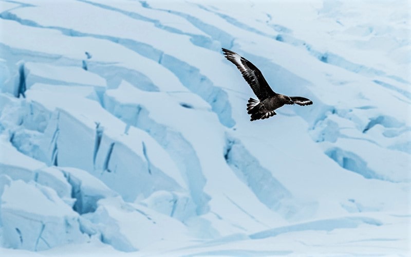 پرواز پرنده بر فراز صخره‌های جنوبگان، منبع عکس: northlandscapes.com، عکاس: Jan Erik Waider
