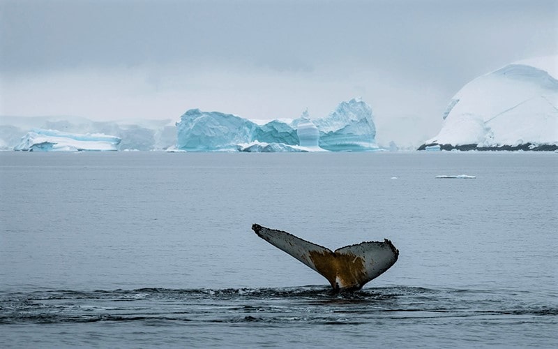 دم کوسه روی آب‌های جنوبگان، منبع عکس: northlandscapes.com، عکاس: Jan Erik Waider