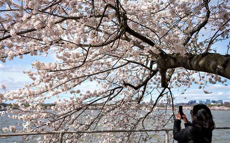 شکوفه دادن درختان در آغاز بهار