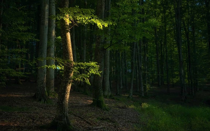 جنگل سرسبز در رومانی، منبع عکس: اینستاگرام alexrobciuc@، عکاس: Alex Robciuc