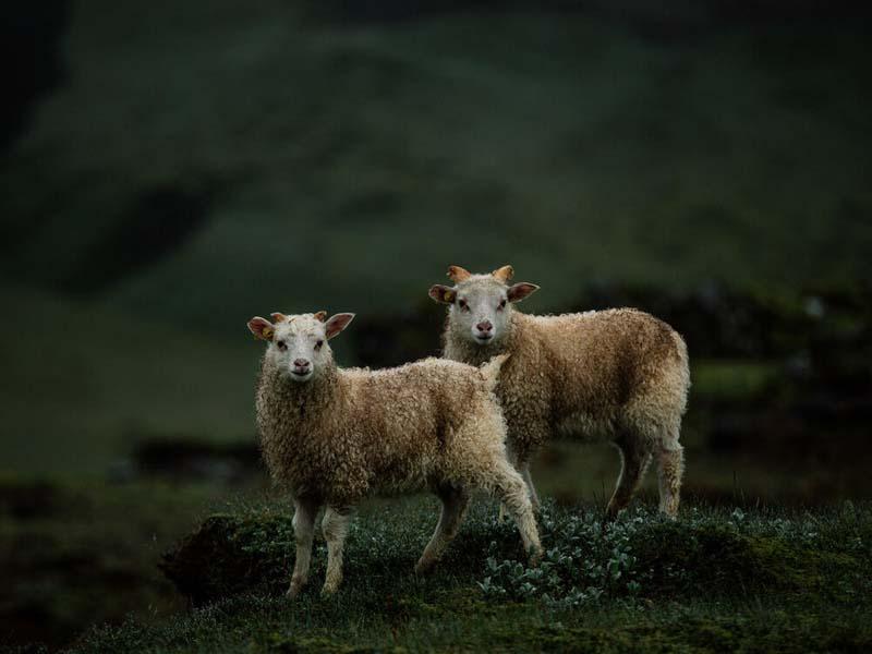 زل زدن دو گوسفند رو به دوربین
