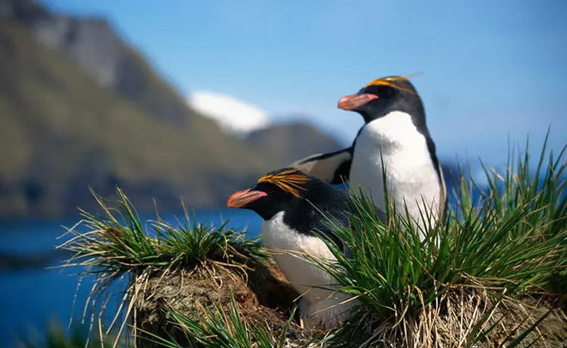 دو پنگوئن شاخدار در آرژانتین