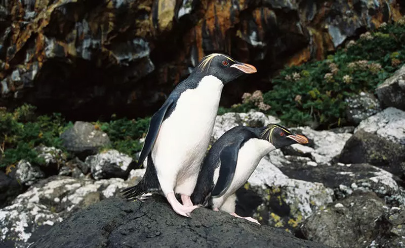 دو پنگوئن روی صخره‌ای سیاه رنگ