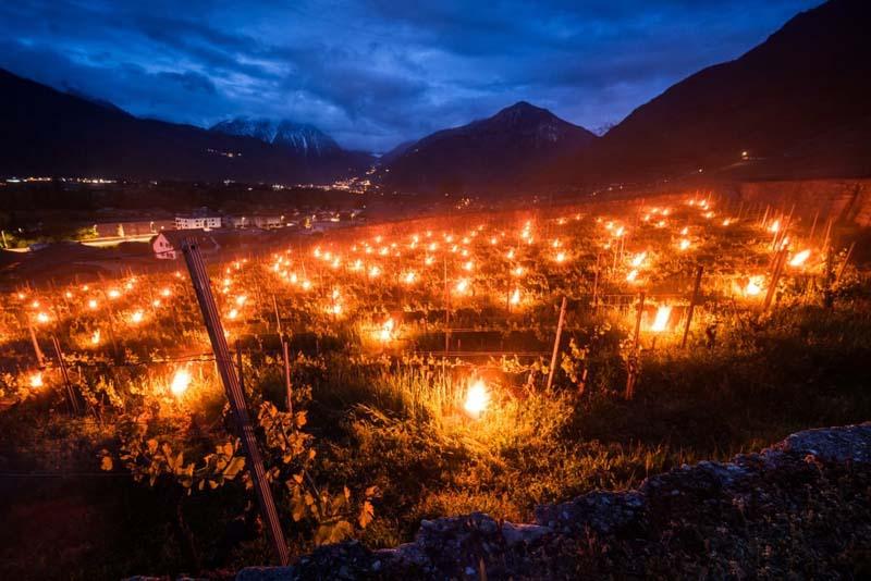 سوزاندن شمع هایی که در تاکستان قرار می گیرند تا گیاهان را گرم نگه دارند در سوئیس؛ منبع عکس: Getty Images؛ نام عکاس: Fabrice Coffrini