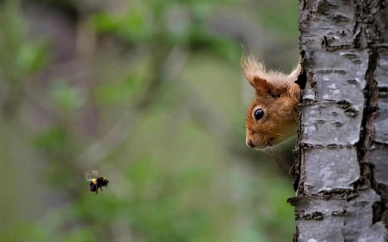 سنجاب در حال تماشای زنبور