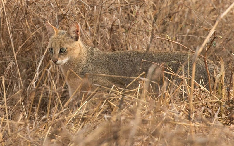 گربه وحشی در پارک ملی پانا هند، منبع عکس: panna-national-park.com، عکاس: نامشخص