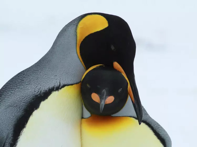 دو پنگوئن در آغوش یکدیگر