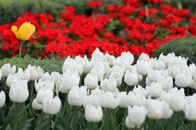 آغاز جشنواره گل لاله از ۲۰ فروردین | ۳۷ واریته لاله در پارک چمران کرج