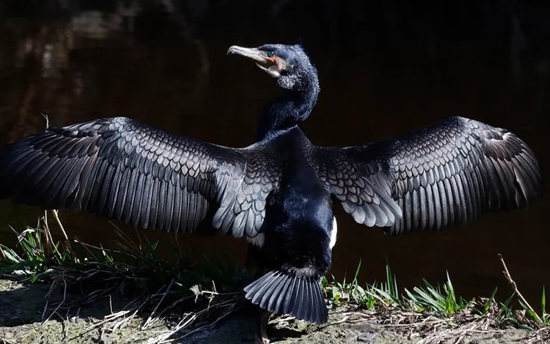 پرنده سیاه رنگ با جثه بزرگ