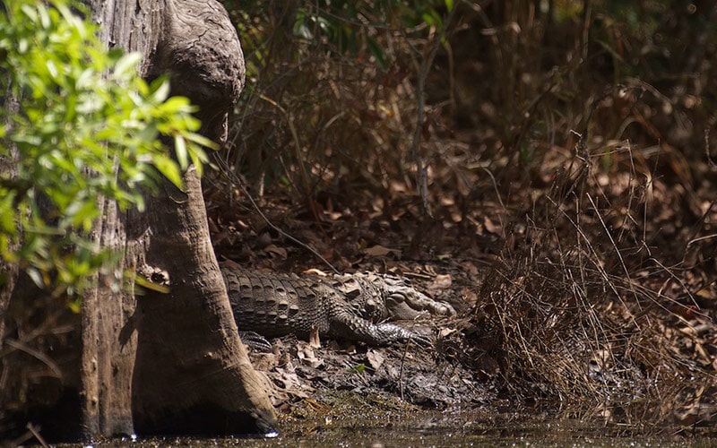 تمساحی بزرگ در پارک ملی پانا در هند، منبع عکس: behance.net، عکاس: Don Davies