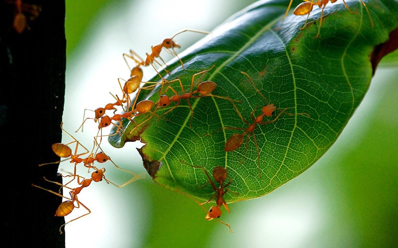 مورچه‌های قرمز در پارک ملی پانا در هند، منبع عکس: behance.net، عکاس: Don Davies