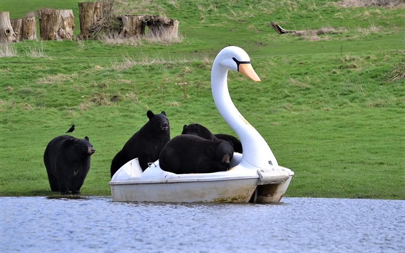 خرس‌های در حال سوارشدن به قایقی به شکل قو
