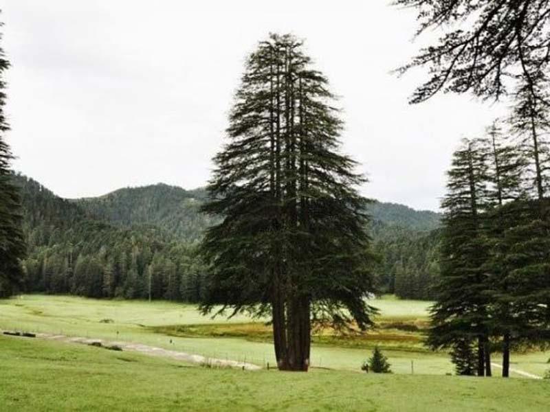درختان سبز منطقه خاجیار هند