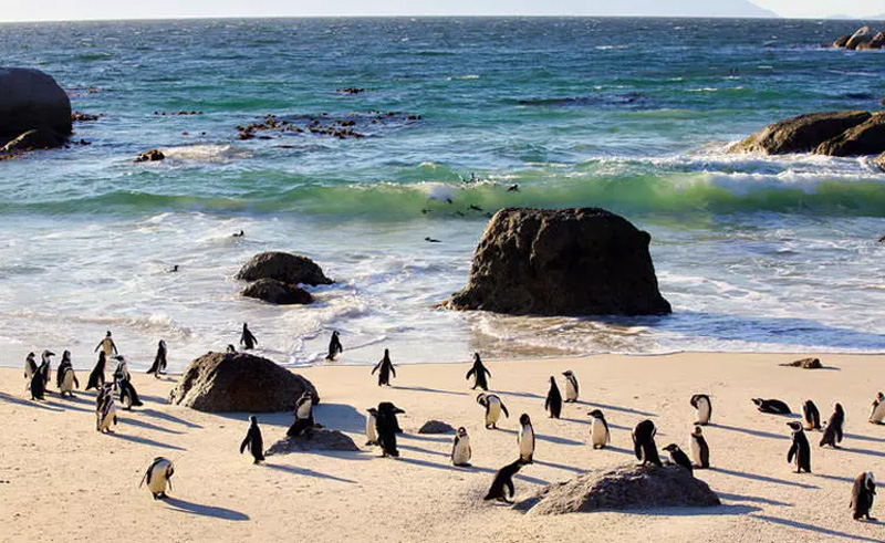 پنگوئن‌ها در سواحل آفریقا