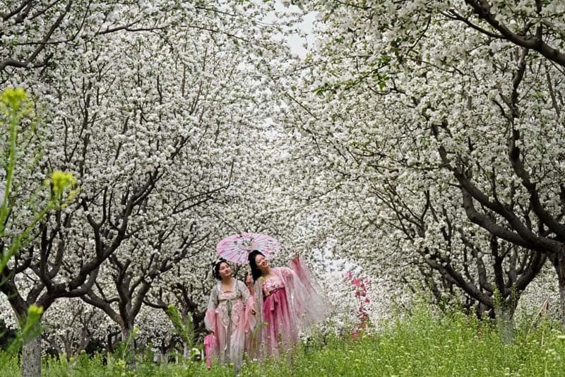 قدم زدن دو زن چینی زیر شکوفه‌های بهاری درختان