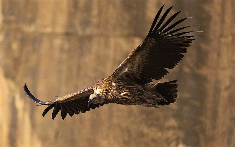 پرواز لاشخور در پارک ملی پانا، منبع عکس: behance.net، عکاس: Don Davies
