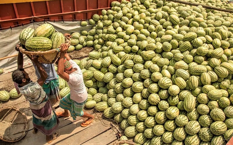 فصل برداشت هندوانه در بنگلادش