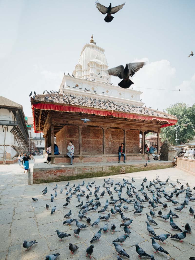 پرندگان در مقابل یک معبد بودایی