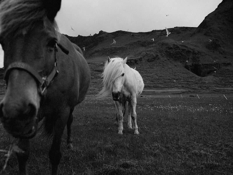 دو کره اسب در دشت‌های ایسلند
