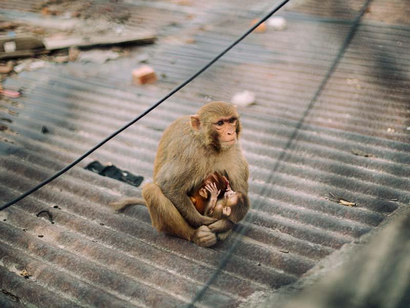 در آغوش گرفتن فرزند توسط میمون مادر 