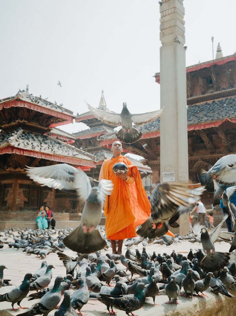 غذا دادن یک راهب بودایی به پرندگان 