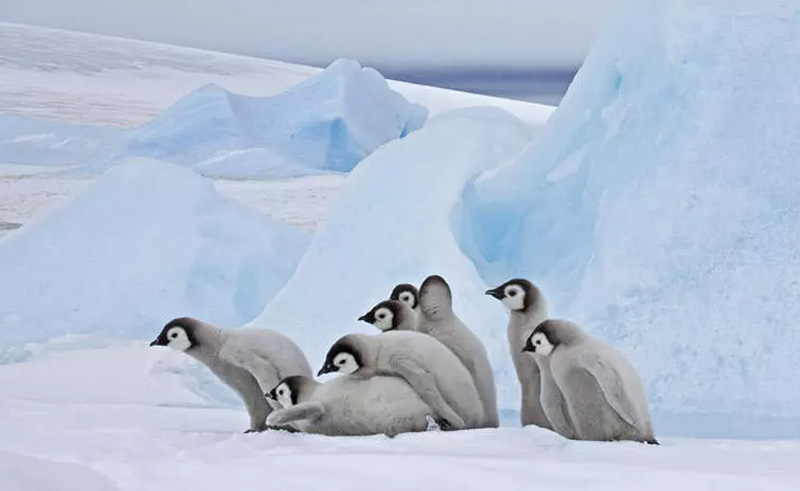 بچه پنگوئن‌ها در قطب