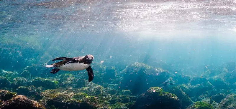 پنگوئنی در اعماق آب