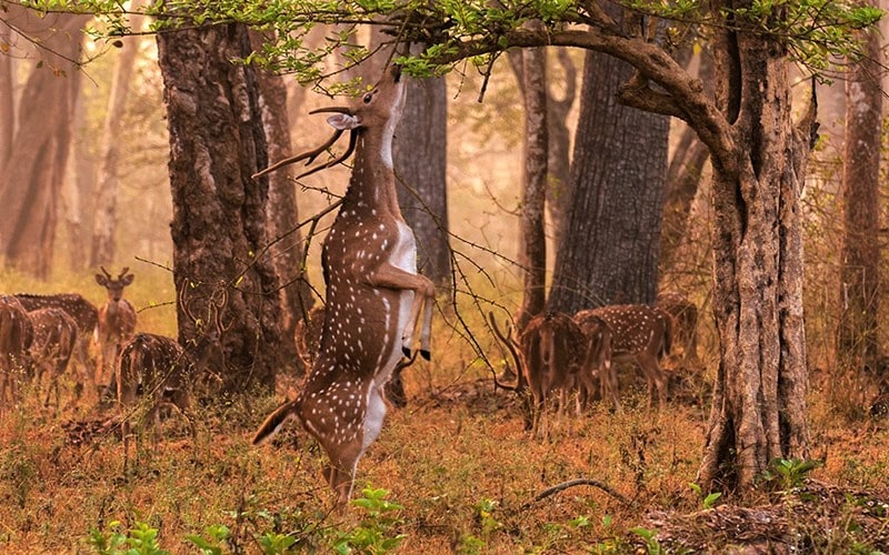 حیات وحش پارک ملی پانا در هند، منبع عکس: tourmyindia.com، عکاس: نامشخص