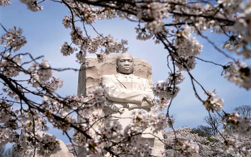شکوفه های بهاری در نزدیکی مجسمه مارتین لوترکینگ