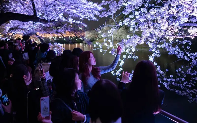 شکوفه‌های گیلاس در ژاپن
