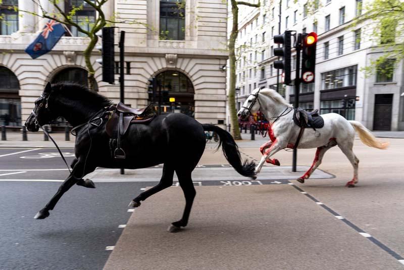 اسب‌های نظامی انگلستان در خیابان‌های لندن؛ منبع عکس: PA نام عکاس: Jordan Pettitt
