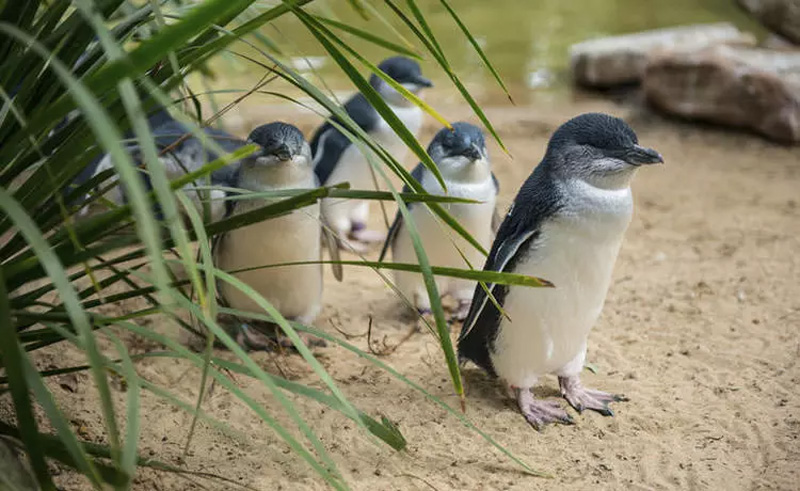 پنگوئن‌های کوچک در جزیره