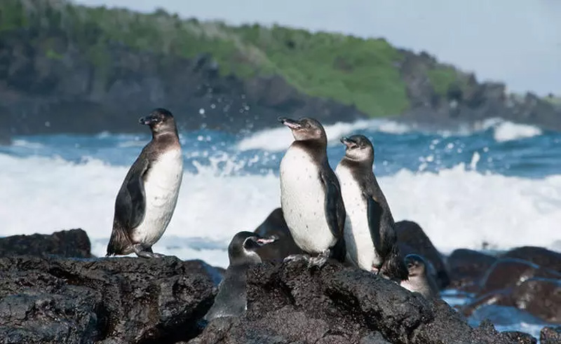 پنگوئن‌ها در ساحل صخره‌ای
