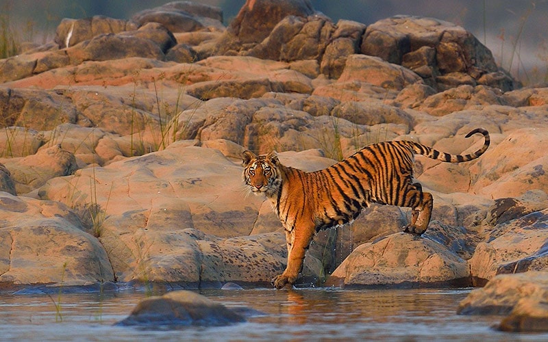 ببر در کنار آب در پارک ملی پانا در هند، منبع عکس: natureinfocus.in، عکاس: نامشخص