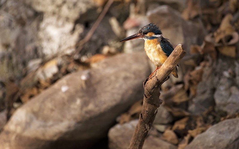 پرنده‌ای کوچک در پارک ملی پانا، منبع عکس: behance.net، عکاس: Don Davies