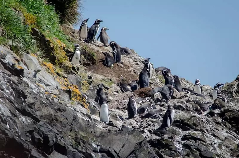 تعدادی از پنگوئن‌های بومی شیلی