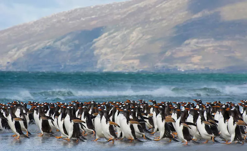 گله پنگوئن ها در جزیره فالکلند