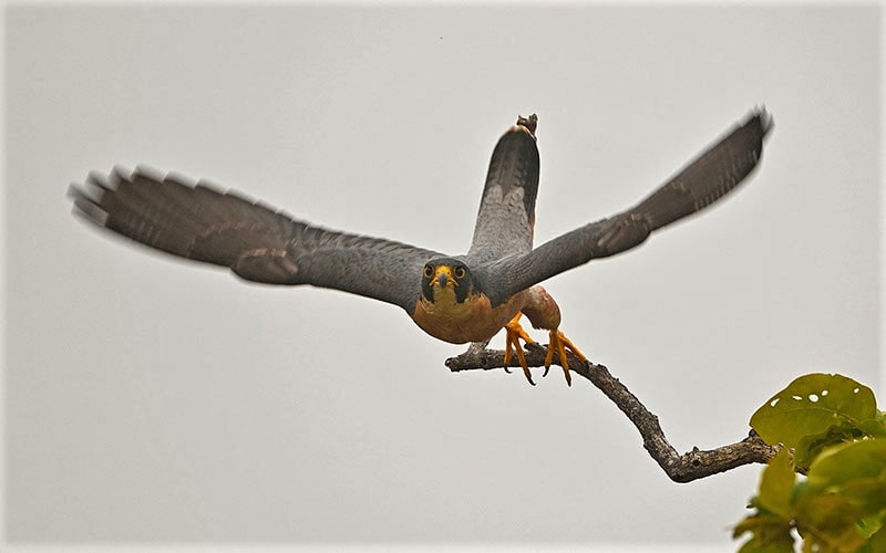 پرنده‌ای بزرگ در پارک ملی پانا در هند، منبع عکس: natureinfocus.in، عکاس: Don Davies