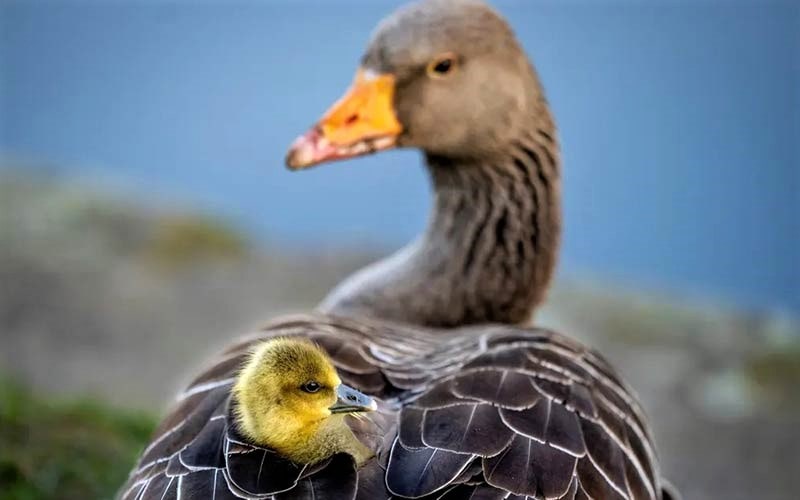 پرنده مادر همراه با فرزندش