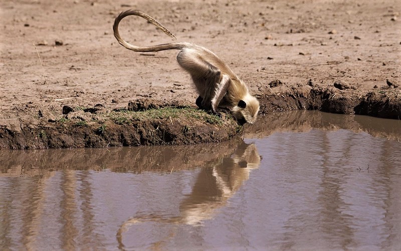 میمون در حال خوردن آب در پارک ملی پانا، منبع عکس: behance.net، عکاس: Don Davies