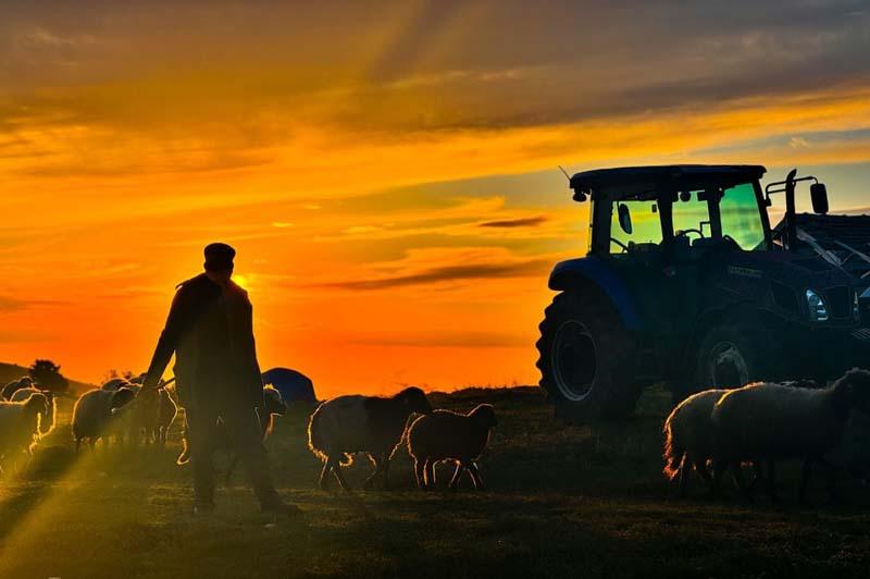 هدایت گوسفندان به دشت با گرم شدن هوا در هنگام غروب آفتاب در ترکیه