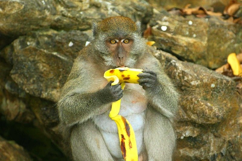 میمون در حال خوردن موز در ساحل میمون جزیره فی فی، تایلند.  منبع عکس: وبسایت hotels.com.  عکاس: ناشناس