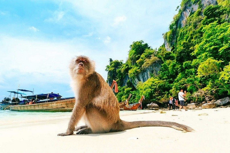میمون در ساحل میمون جزیره فی فی، تایلند;  منبع عکس: وبسایت hotels.com.  عکاس: ناشناس